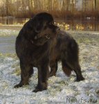 Превью фото № 83170