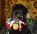 Превью фото № 83193