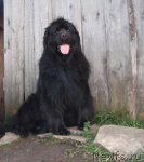 Превью фото № 83210