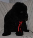 Превью фото № 83286