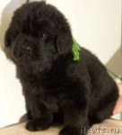 Превью фото № 83414