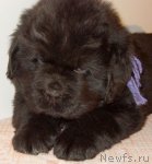 Превью фото № 83418