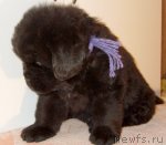 Превью фото № 83421