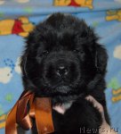 Превью фото № 83468