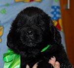 Превью фото № 83540