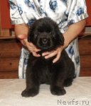 Превью фото № 83640