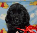 Превью фото № 83756