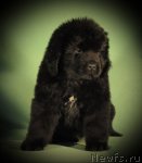 Превью фото № 83762