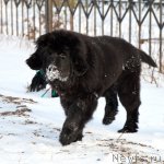 Превью фото № 83766