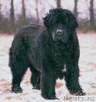 Превью фото № 8392