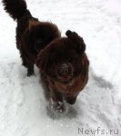 Превью фото № 83923