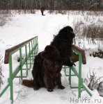 Превью фото № 83925