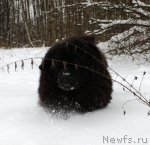 Превью фото № 83929