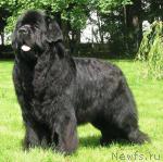 Превью фото № 8395