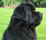 Превью фото № 8396