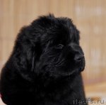 Превью фото № 83962