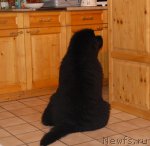 Превью фото № 84294