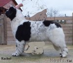 Превью фото № 84454