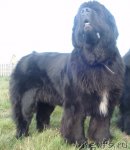 Превью фото № 84485