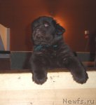 Превью фото № 84500