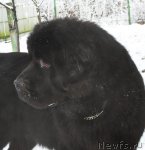 Превью фото № 84501