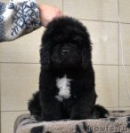 Превью фото № 84726