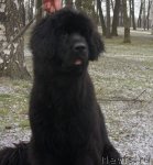 Превью фото № 84746