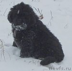 Превью фото № 84822