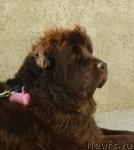 Превью фото № 85080