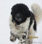 Превью фото № 85201