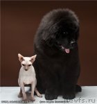 Превью фото № 85303