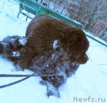 Превью фото № 85528