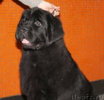 Превью фото № 85739