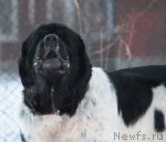 Превью фото № 85753