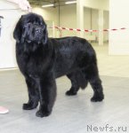 Превью фото № 85853