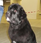 Превью фото № 85855