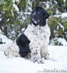 Превью фото № 85878