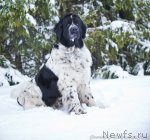 Превью фото № 85879