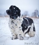 Превью фото № 85887