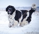 Превью фото № 85888