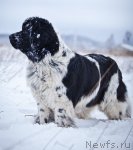 Превью фото № 85895