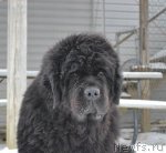 Превью фото № 86066