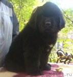 Превью фото № 86234