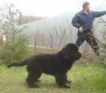 Превью фото № 86239