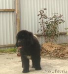 Превью фото № 86240