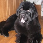 Превью фото № 86322