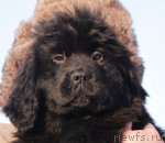 Превью фото № 86376