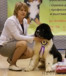 Превью фото № 86383