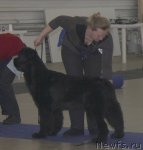 Превью фото № 86464