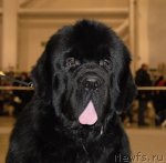 Превью фото № 86478